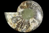 Bargain, Agatized Ammonite Fossil (Half) - Crystal Chambers #111550-1